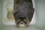 La muerte de la foca del Guadalmedina acaba con su vida